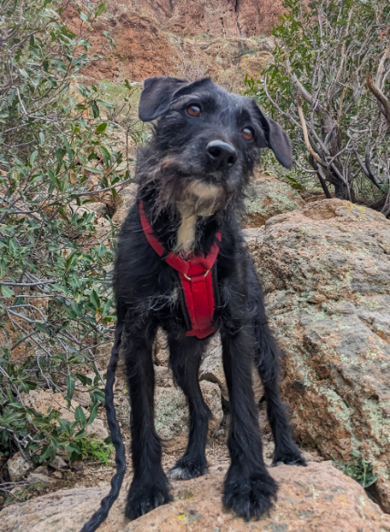 Original dog in red rocks