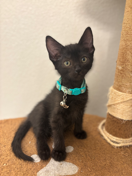 Original image of kitten sitting on a cat tree